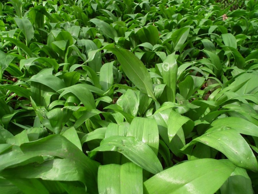 wild garlic