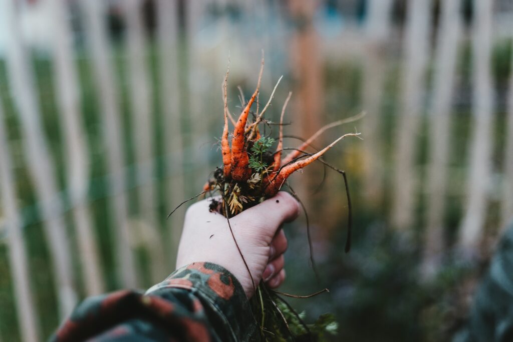 carrot germination